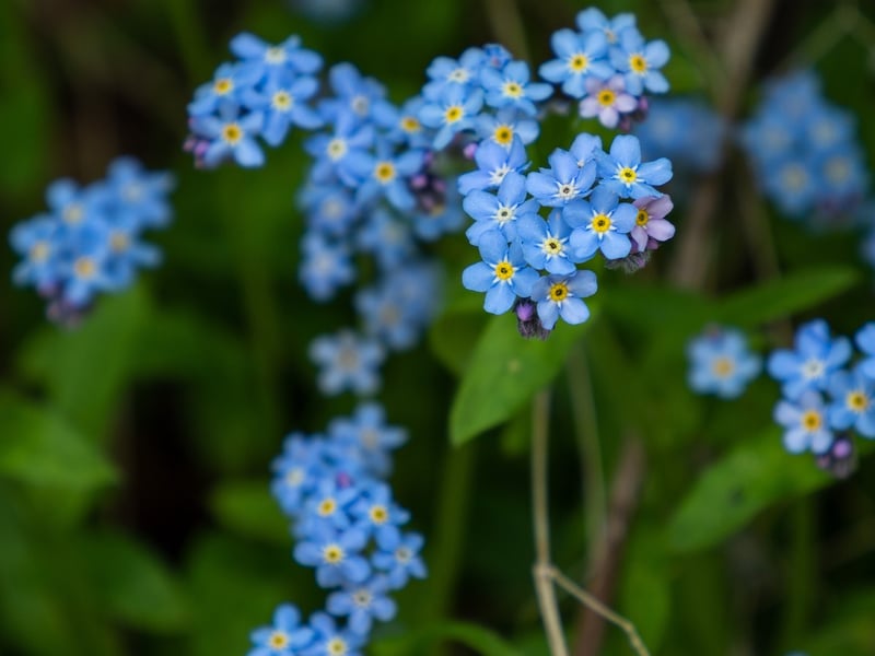 Pressed Flowers