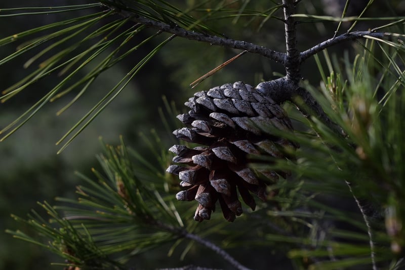 Pine Cone Crafts